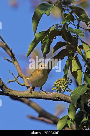 Eurasian Chiffchaff (Phylloscopus collybita) adult perched on dead branch with Ivy  Eccles-on-sea, Norfolk, UK.              September Stock Photo
