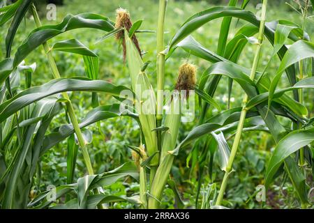Corn cob in a corn plantation. Main focus is on corncob. Young and green corn field during the summer. Concept of agriculture, produce, maize and farm Stock Photo