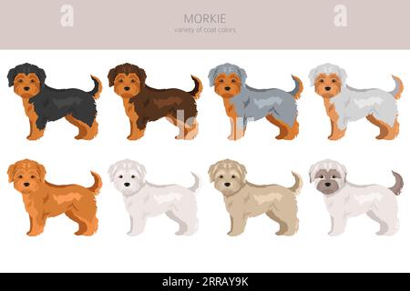 Morkie clipart. Maltese Yorkshire terrier mix. Different coat colors set.  Vector illustration Stock Vector