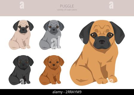 Puggle clipart. Pug beagle mix. Different coat colors set. Vector ...