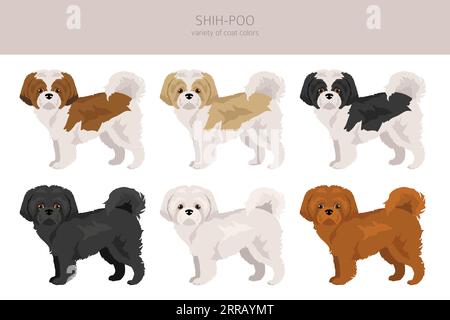 Shih-Poo clipart. Shih-Tzu Poodle mix. Different coat colors set ...