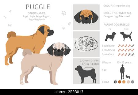 Puggle clipart. Pug beagle mix. Different coat colors set.  Vector illustration Stock Vector