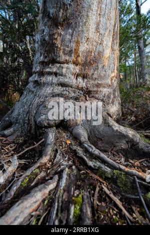 gumtree trunk and roots in the australian bush Stock Photo - Alamy