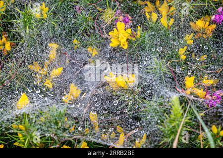 Rain drops on spiders webs over a gorse bush, wih a shallow depth of field Stock Photo