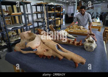 210910 -- CAIRO, Sept. 10, 2021 -- Abdullah Gohar, a researcher at Egypt s Mansoura University Vertebrate Paleontology Centre MUVP, puts a rectangular open box with fossilized amphibious four-legged whale bones on a large table at the MUVP in Dakahlia province, Egypt, Sept. 4, 2021. Fragments of bones, including a fractured non-human large skull, mandibles, some isolated long crooked teeth, ribs and vertebrae, dating back to 43 million years ago, belong to an ancient amphibious four-legged whale. Excavated from rocks in the Fayum Depression of Egypt s Western Desert, the discovery is considere Stock Photo