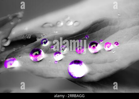 Water drops on peony leaves Stock Photo
