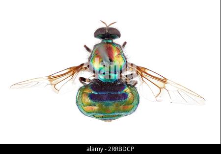 210915 -- CANBERRA, Sept. 15, 2021 -- Photo provided by the Commonwealth Scientific and Industrial Research Organization  on Sept. 15, 2021 shows the view from above of the new opal thorn soldier fly. Australia s national science agency revealed that it has named 150 new species in the last 12 months. The on Wednesday released a list of the species it has named, including 13 new types of soldier fly. TO GO WITH More than 100 new species named by Australian researchers /Handout via Xinhua AUSTRALIA--NAMING OF NEW SPECIES CSIRO PUBLICATIONxNOTxINxCHN Stock Photo