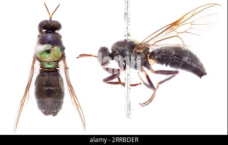 210915 -- CANBERRA, Sept. 15, 2021 -- Photo provided by the Commonwealth Scientific and Industrial Research Organization  on Sept. 15, 2021 shows a newly named soldier fly. Australia s national science agency revealed that it has named 150 new species in the last 12 months. The on Wednesday released a list of the species it has named, including 13 new types of soldier fly. TO GO WITH More than 100 new species named by Australian researchers /Handout via Xinhua AUSTRALIA--NAMING OF NEW SPECIES CSIRO PUBLICATIONxNOTxINxCHN Stock Photo