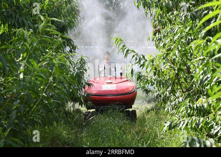 210919 -- BEIJING, Sept. 19, 2021 -- Lin Guihai, a college students from China Agricultural University, checks an autopilot sprayer in Future Orchard in Xiying Village of Yukou Township in Pinggu District of Beijing, capital of China, Aug. 25, 2021. Future Orchard is a high-tech orchard founded by local government with China Agricultural University and other enterprises. The orchard has a lab and four hectares of land with peach and kiwi trees. With the help of intelligent monitoring system for data analysis, accurate management and visual diagnosis on the environment of fruit trees, the orcha Stock Photo