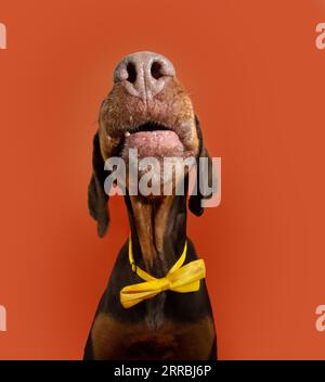 Funny portrait doberman dog close-up celebrating halloween, carnival or birthday, wearing a yellow bow-tie. Isolated on orange background Stock Photo