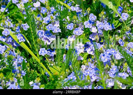 Germander Speedwell (veronica chamaedrys), close up of a mass of the common blue flowered plant growing through the undergrowth. Stock Photo