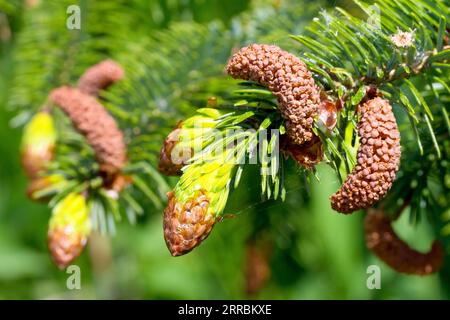 Sitka Spruce (picea sitchensis), close up showing the male flowers and new growth of the tree growing from the end of a branch in the spring. Stock Photo