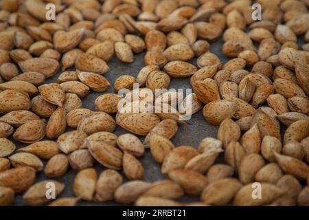 Srinagar, India. 07th Sep, 2023. Almonds are seen under the sun during the harvesting season at the village in Pulwama district, south of Srinagar. The almond production is on sharp decline due to unfavourable weather conditions in the Kashmir valley. Official data shows that almond production fell from 15,183 tonnes in 2006-07 to 9,898 tonnes in 2019-20. (Photo by Faisal Bashir/SOPA Images/Sipa USA) Credit: Sipa USA/Alamy Live News Stock Photo