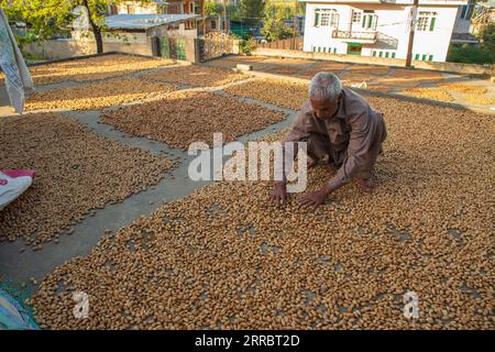 Srinagar, India. 07th Sep, 2023. A Kashmiri farmer dries almonds during the harvesting season at the village in Pulwama district, south of Srinagar. The almond production is on sharp decline due to unfavourable weather conditions in the Kashmir valley. Official data shows that almond production fell from 15,183 tonnes in 2006-07 to 9,898 tonnes in 2019-20. (Photo by Faisal Bashir/SOPA Images/Sipa USA) Credit: Sipa USA/Alamy Live News Stock Photo