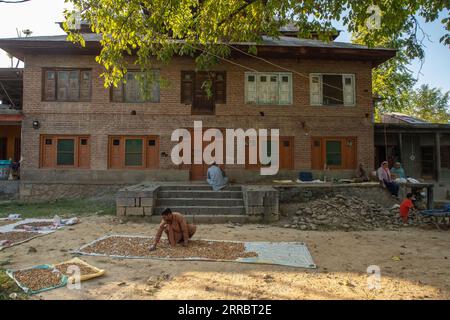 Srinagar, India. 07th Sep, 2023. A Kashmiri farmer seen drying almonds outside his house during the harvesting season at the village in Pulwama district, south of Srinagar. The almond production is on sharp decline due to unfavourable weather conditions in the Kashmir valley. Official data shows that almond production fell from 15,183 tonnes in 2006-07 to 9,898 tonnes in 2019-20. (Photo by Faisal Bashir/SOPA Images/Sipa USA) Credit: Sipa USA/Alamy Live News Stock Photo