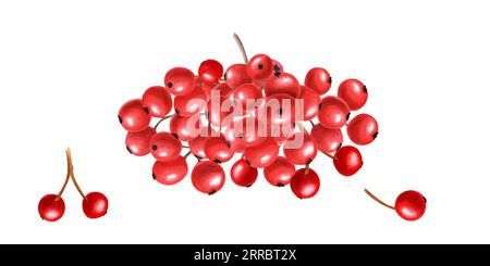 Bunch of ripe berries. Autumn watercolor illustration with rowanberry or viburnum. Sorbus aucuparia, mountain-ash, quick beam. Composition for design Stock Photo