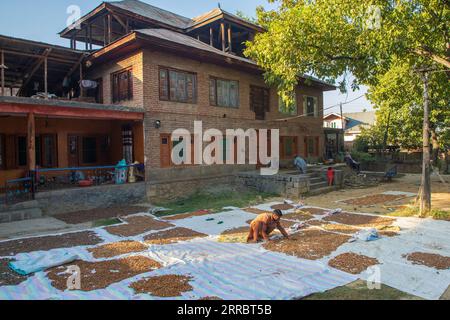 Srinagar, India. 07th Sep, 2023. A Kashmiri farmer seen drying almonds outside his house during the harvesting season at the village in Pulwama district, south of Srinagar. The almond production is on sharp decline due to unfavourable weather conditions in the Kashmir valley. Official data shows that almond production fell from 15,183 tonnes in 2006-07 to 9,898 tonnes in 2019-20. (Photo by Faisal Bashir/SOPA Images/Sipa USA) Credit: Sipa USA/Alamy Live News Stock Photo