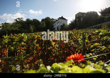 211007 -- PARIS, Oct. 7, 2021 -- Grape vines are seen at the Clos Montmartre vineyard during the harvest festival in Montmartre, Paris, France, Oct. 6, 2021. The vineyard, covering an area of 1,556 square meters, was created by the City of Paris in 1933. Closed to the public throughout the year except the harvest festival, the Clos Montmartre celebrates its annual harvest in autumn. Profit from the sale of this local wine goes towards funding social projects in the local municipality. This year s harvest festival goes from Oct. 6 to Oct. 10.  FRANCE-PARIS-MONTMARTRE-VINEYARD GaoxJing PUBLICATI Stock Photo