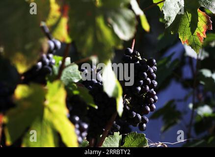 211007 -- PARIS, Oct. 7, 2021 -- Grapes are seen at the Clos Montmartre vineyard during the harvest festival in Montmartre, Paris, France, Oct. 6, 2021. The vineyard, covering an area of 1,556 square meters, was created by the City of Paris in 1933. Closed to the public throughout the year except the harvest festival, the Clos Montmartre celebrates its annual harvest in autumn. Profit from the sale of this local wine goes towards funding social projects in the local municipality. This year s harvest festival goes from Oct. 6 to Oct. 10.  FRANCE-PARIS-MONTMARTRE-VINEYARD GaoxJing PUBLICATIONxNO Stock Photo