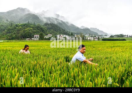 211012 -- GUIYANG, Oct. 12, 2021 -- Zhao Xiangrong and his wife extract weeds in a paddy field in Leping Village of Majiang County, southwest China s Guizhou Province, Aug. 24, 2021. Zhao Xiangrong, a former truck driver and a chef, returned to his hometown in Guizhou and started planting rice in 2015. Supported and guided by local government and experts, Zhao has developed skills in cultivating rice containing zinc, selenium and other microelement. After six years of hard work, Zhao has accumulated rich experience in sowing seeds, managing field, as well as processing, transportation and stor Stock Photo