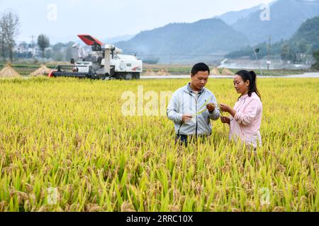 211012 -- GUIYANG, Oct. 12, 2021 -- Zhao Xiangrong and his wife check rice in a paddy field in Leping Village of Majiang County, southwest China s Guizhou Province, Oct. 8, 2021. Zhao Xiangrong, a former truck driver and a chef, returned to his hometown in Guizhou and started planting rice in 2015. Supported and guided by local government and experts, Zhao has developed skills in cultivating rice containing zinc, selenium and other microelement. After six years of hard work, Zhao has accumulated rich experience in sowing seeds, managing field, as well as processing, transportation and storage Stock Photo