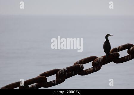 Le Croisic, France. 07th Sep, 2023. Birds at the SEM-REV experimentation site off Le Croisic, western France, on September 7, 2023. Photo by Raphael Lafargue/ABACAPRESS.COM Credit: Abaca Press/Alamy Live News Stock Photo