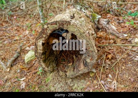 Moss covered log laying on forest floor Stock Photo - Alamy