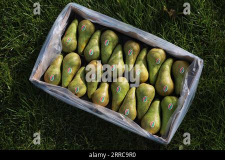 211028 -- SINT-GILLIS-WAAS, Oct. 28, 2021 -- Green conference pears are seen in Sint-Gillis-Waas, Belgium, Oct. 22, 2021. At the upcoming 4th China International Import Expo CIIE to be held this November in Shanghai, Dole and BFV Belgian Fruit Valley will introduce a Belgian red conference pear to the Chinese and Asian market for the first time. This conference pear with dark red skin is a variety of the green conference pear which had sold well on the Chinese market for the past decade.  BELGIUM-CHINA-TRADE-AGRICULTURE-INT L IMPORT EXPO-CIIE ZhengxHuansong PUBLICATIONxNOTxINxCHN Stock Photo