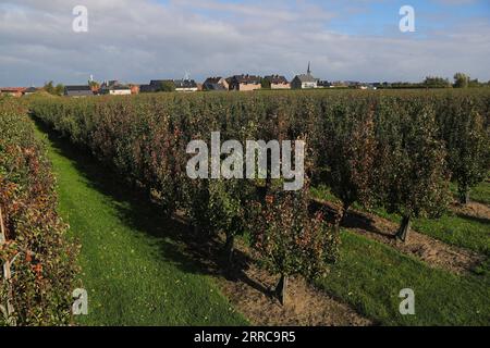 211028 -- SINT-GILLIS-WAAS, Oct. 28, 2021 -- A Belaian conference pear orchard is seen in Sint-Gillis-Waas, Belgium, Oct. 22, 2021. At the upcoming 4th China International Import Expo CIIE to be held this November in Shanghai, Dole and BFV Belgian Fruit Valley will introduce a Belgian red conference pear to the Chinese and Asian market for the first time. This conference pear with dark red skin is a variety of the green conference pear which had sold well on the Chinese market for the past decade.  BELGIUM-CHINA-TRADE-AGRICULTURE-INT L IMPORT EXPO-CIIE ZhengxHuansong PUBLICATIONxNOTxINxCHN Stock Photo