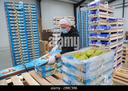 211028 -- SINT-GILLIS-WAAS, Oct. 28, 2021 -- A staff member works at a packing station for Belaian conference pears in Sint-Gillis-Waas, Belgium, Oct. 22, 2021. At the upcoming 4th China International Import Expo CIIE to be held this November in Shanghai, Dole and BFV Belgian Fruit Valley will introduce a Belgian red conference pear to the Chinese and Asian market for the first time. This conference pear with dark red skin is a variety of the green conference pear which had sold well on the Chinese market for the past decade.  BELGIUM-CHINA-TRADE-AGRICULTURE-INT L IMPORT EXPO-CIIE ZhengxHuanso Stock Photo