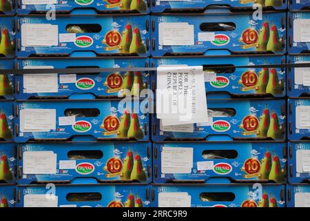 211028 -- SINT-GILLIS-WAAS, Oct. 28, 2021 -- Belgian conference pears to be exported to China are seen at a facility of BFV Belgian Fruit Valley in Vrasene, Belgium, Oct. 22, 2021. At the upcoming 4th China International Import Expo CIIE to be held this November in Shanghai, Dole and BFV Belgian Fruit Valley will introduce a Belgian red conference pear to the Chinese and Asian market for the first time. This conference pear with dark red skin is a variety of the green conference pear which had sold well on the Chinese market for the past decade.  BELGIUM-CHINA-TRADE-AGRICULTURE-INT L IMPORT EX Stock Photo