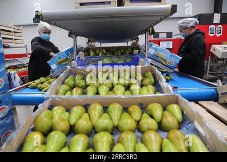 211028 -- SINT-GILLIS-WAAS, Oct. 28, 2021 -- Staff members work at a packing station for Belaian conference pears in Sint-Gillis-Waas, Belgium, Oct. 22, 2021. At the upcoming 4th China International Import Expo CIIE to be held this November in Shanghai, Dole and BFV Belgian Fruit Valley will introduce a Belgian red conference pear to the Chinese and Asian market for the first time. This conference pear with dark red skin is a variety of the green conference pear which had sold well on the Chinese market for the past decade.  BELGIUM-CHINA-TRADE-AGRICULTURE-INT L IMPORT EXPO-CIIE ZhengxHuansong Stock Photo