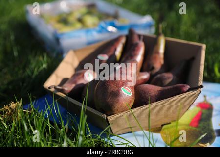 211028 -- SINT-GILLIS-WAAS, Oct. 28, 2021 -- Red conference pears are seen in Sint-Gillis-Waas, Belgium, Oct. 22, 2021. At the upcoming 4th China International Import Expo CIIE to be held this November in Shanghai, Dole and BFV Belgian Fruit Valley will introduce a Belgian red conference pear to the Chinese and Asian market for the first time. This conference pear with dark red skin is a variety of the green conference pear which had sold well on the Chinese market for the past decade.  BELGIUM-CHINA-TRADE-AGRICULTURE-INT L IMPORT EXPO-CIIE ZhengxHuansong PUBLICATIONxNOTxINxCHN Stock Photo