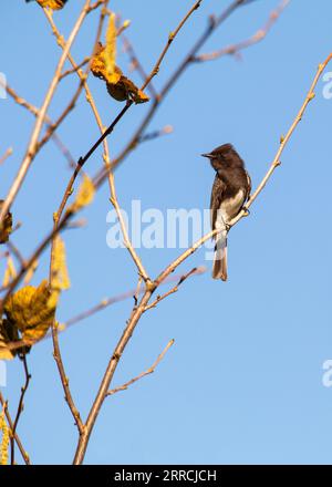 Elegant black phoebe, Sayornis nigricans, native to North & Central America. Characterized by sleek plumage and aerial insect-catching prowess. Stock Photo
