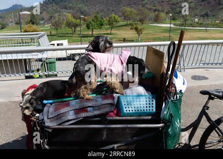 Santiago, Metropolitana, Chile. 7th Sep, 2023. Andres, a homeless man, carries his dogs on a bicycle with his belongings.He has traveled almost the entire city of Santiago looking for places to sleep, from the mountains to the fields. He says it is so that his dogs can enjoy different places. (Credit Image: © Matias Basualdo/ZUMA Press Wire) EDITORIAL USAGE ONLY! Not for Commercial USAGE! Stock Photo