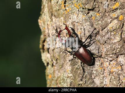 Male of the stag beetle, Lucanus cervus, sitting on oak tree. A rare and endangered beetle species with large mandibles Stock Photo