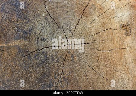 Drawing of a tree, pine rings close-up. Stock Photo