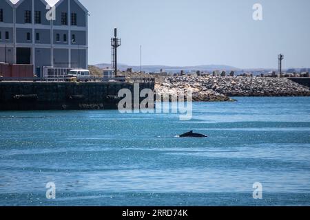 211207 -- CAPE TOWN, Dec. 7, 2021 -- A whale is spotted near V&A Waterfront, a popular beach-side tourism attraction in Cape Town, South Africa, Dec. 7, 2021.  SOUTH AFRICA-CAPE TOWN-WHALE LyuxTianran PUBLICATIONxNOTxINxCHN Stock Photo