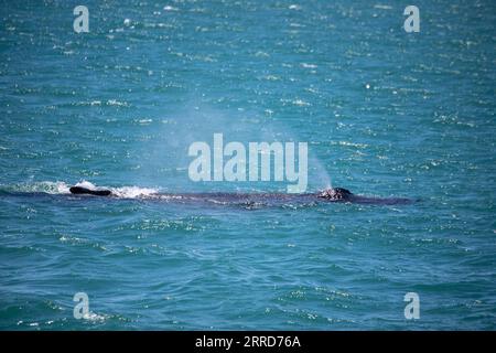 211207 -- CAPE TOWN, Dec. 7, 2021 -- A whale is spotted near V&A Waterfront, a popular beach-side tourism attraction in Cape Town, South Africa, Dec. 7, 2021.  SOUTH AFRICA-CAPE TOWN-WHALE LyuxTianran PUBLICATIONxNOTxINxCHN Stock Photo