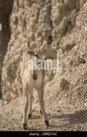 baby bighorn sheep looking over shoulder in the badlands Stock Photo