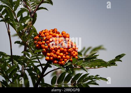 Bright red orange American mountain-ash, Sorbus americana, berries in late summer Stock Photo