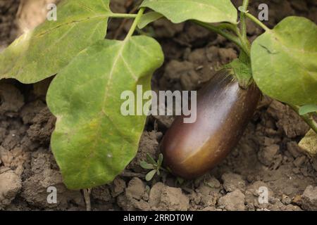 One small eggplant growing on stem outdoors Stock Photo