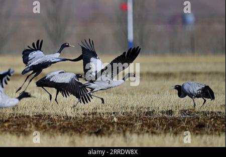 220109 -- LHASA, Jan. 9, 2022 -- Black-necked cranes sport at a field in Lhunzhub County of Lhasa, southwest China s Tibet Autonomous Region, Jan. 8, 2022. The population of black-necked crane is estimated to reach nearly 10,000 in Tibet, according to the regional department of ecology and environment.  CHINA-TIBET-LHASA-BLACK-NECKED CRANES CN ZhangxRufeng PUBLICATIONxNOTxINxCHN Stock Photo