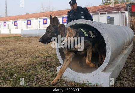 Train best sale police dogs