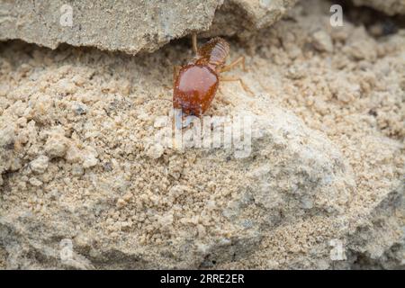 Scene and types of termites found in the mound hill. Stock Photo