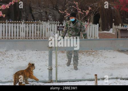 220125 -- SHENYANG, Jan. 25, 2022 -- A tiger cub plays at Guaipo Siberian Tiger Park in Shenyang, northeast China s Liaoning Province, Jan. 24, 2022. The 2022 Chinese Lunar New Year falls on Feb. 1. It is based on a 12-year Zodiac cycle of characters, with 2022 being the Year of the Tiger.  CHINA-SHENYANG-CHINESE LUNAR NEW YEAR-TIGER CN YangxQing PUBLICATIONxNOTxINxCHN Stock Photo