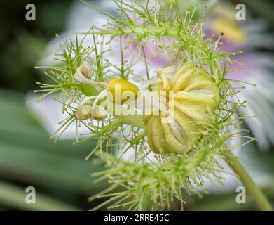 Passiflora foetida bush passion plant. Stock Photo