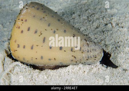 Lettered Cone Shell, Conus litteratus, night dive, Sakokreng Jetty dive site, Dampier Strait, Raja Ampat, West Papua, Indonesia Stock Photo