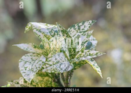 spotted laurel evergreen shrub close up with sunlight indoor Stock Photo