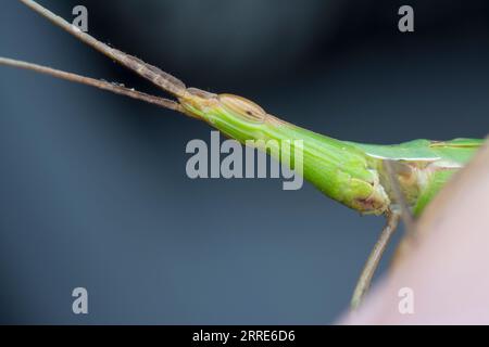 close up with various species of short horned acrida grasshopper Stock Photo